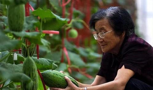 吃瓜自由 吴明珠,揭秘瓜界传奇人物